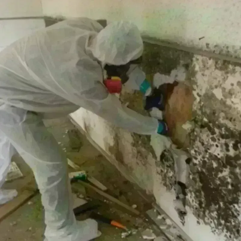 Mold Remediation and Removal in Troy, MI